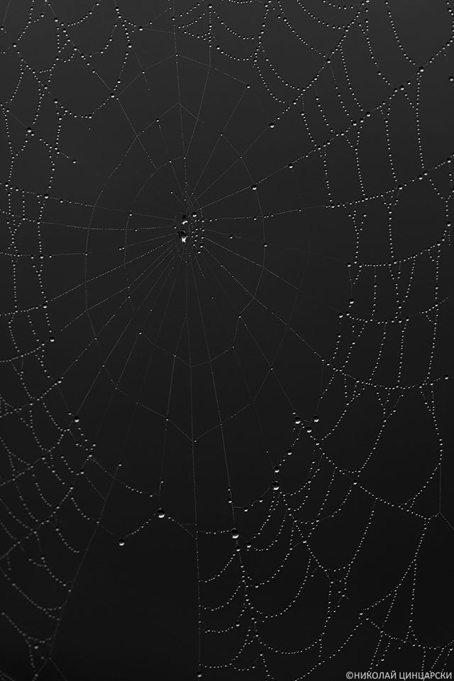 artistic photo of a cobweb
