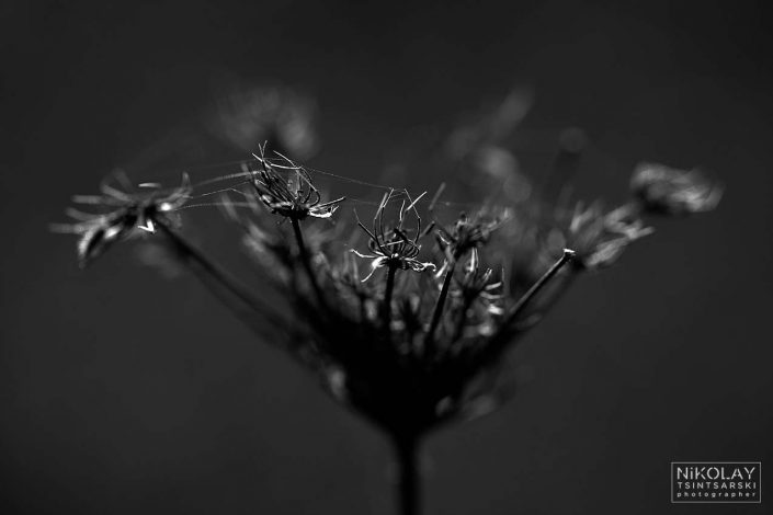 black and white art photography of wild carrot