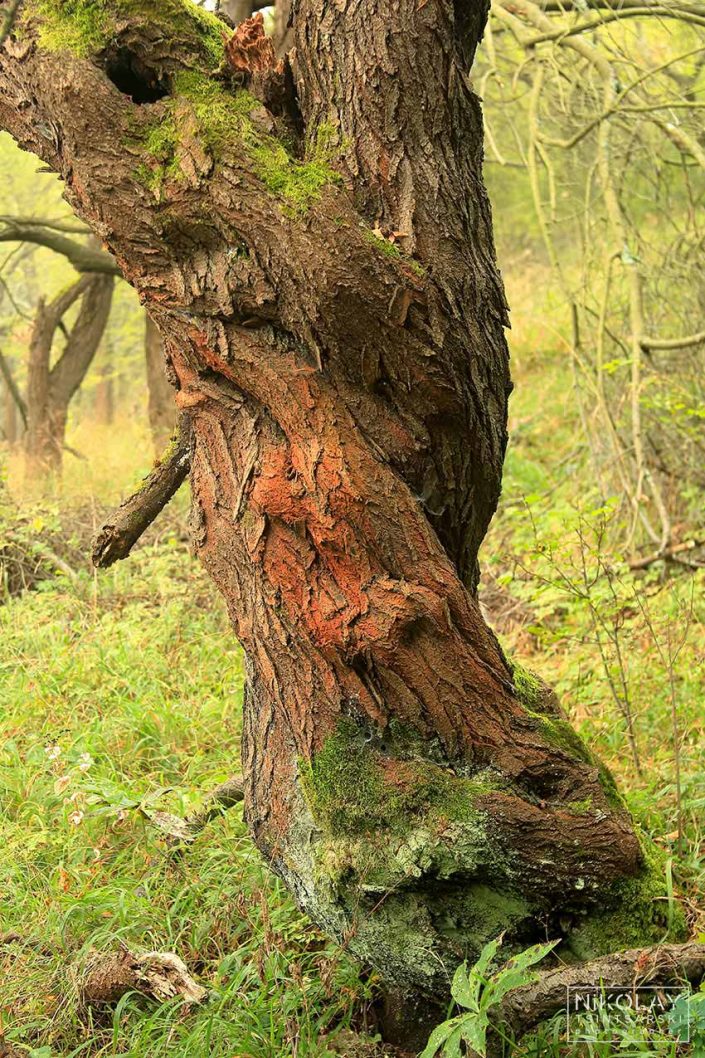 изящна цветна картина на старо дърво