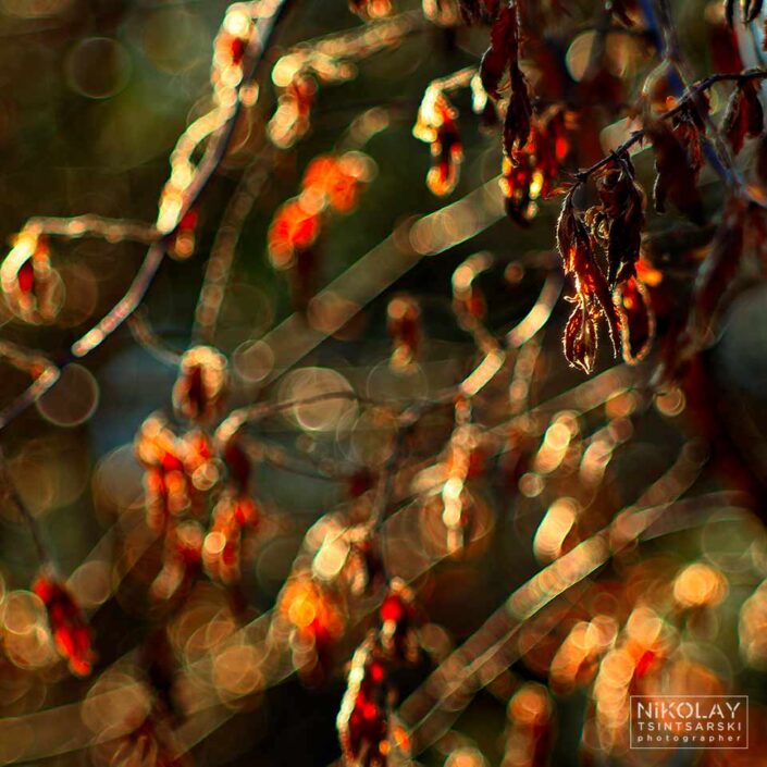 photo abstraction of nature, artistic print
