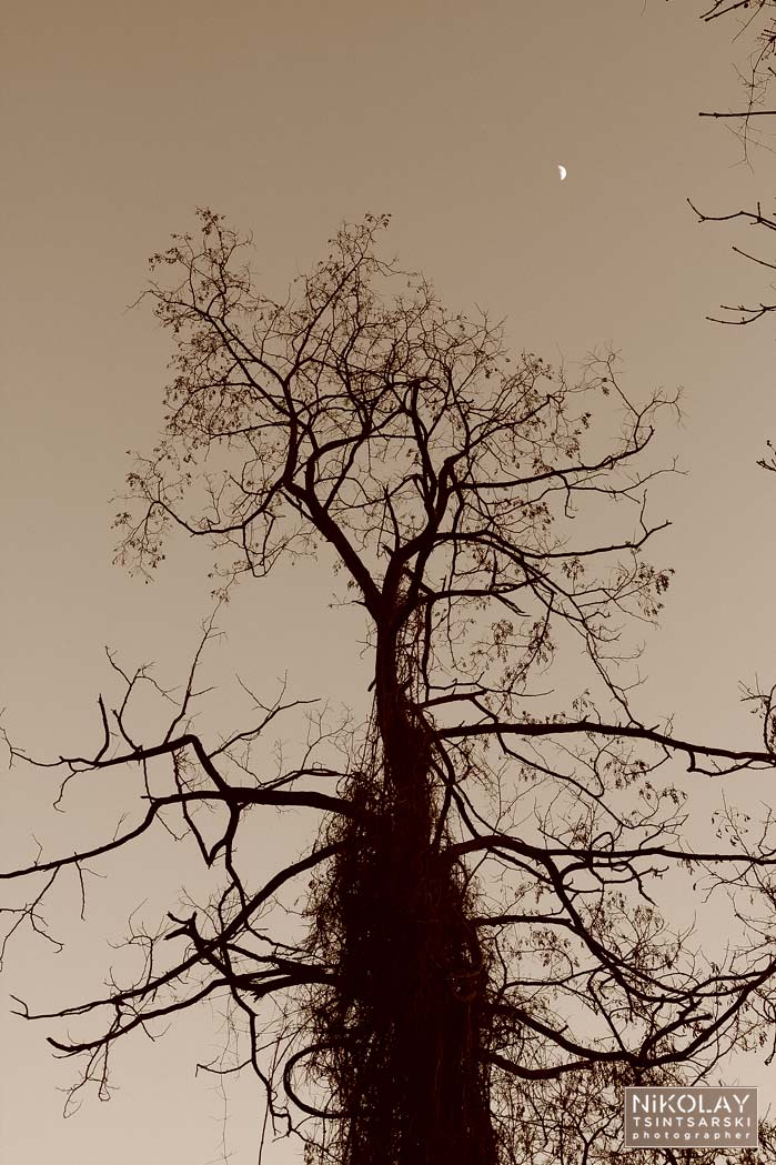 черно-бял принт с лимитирано издание, фотография на дърво